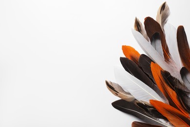 Photo of Many different bird feathers on white background, flat lay. Space for text