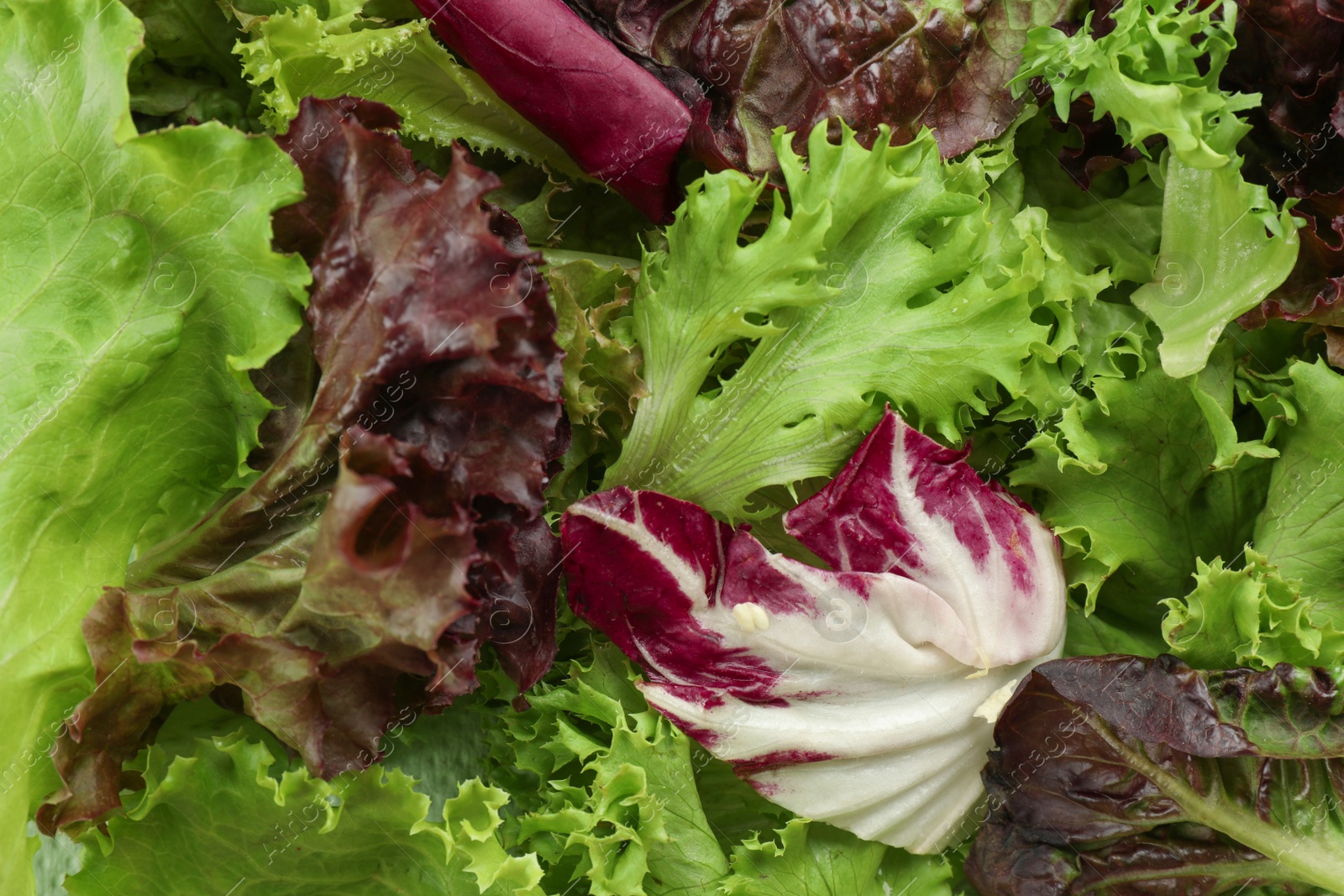 Photo of Different sorts of lettuce as background, closeup