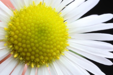 Photo of Macro photo of beautiful daisy flower as background