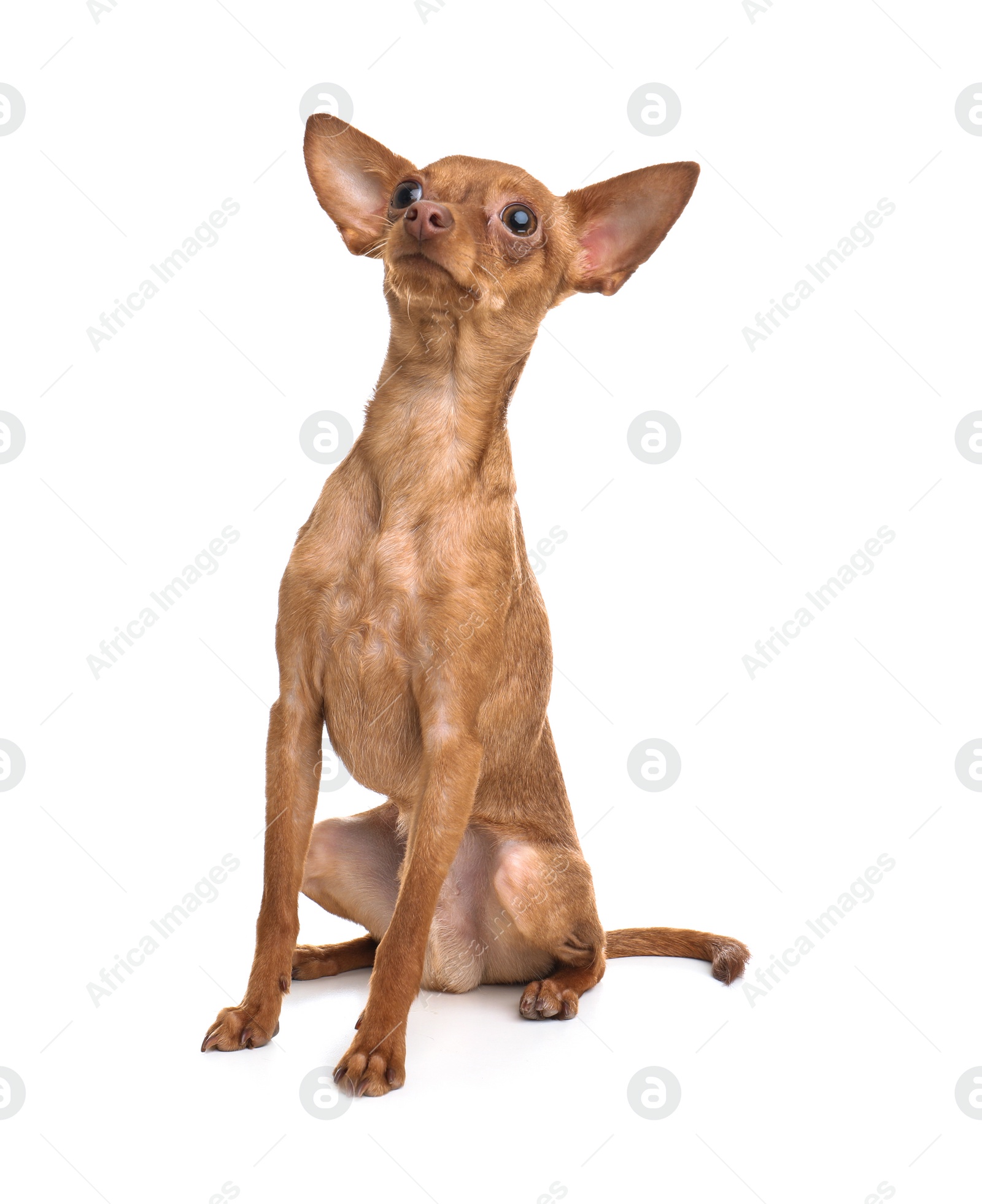 Photo of Cute toy terrier isolated on white. Domestic dog