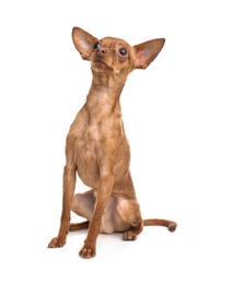 Photo of Cute toy terrier isolated on white. Domestic dog