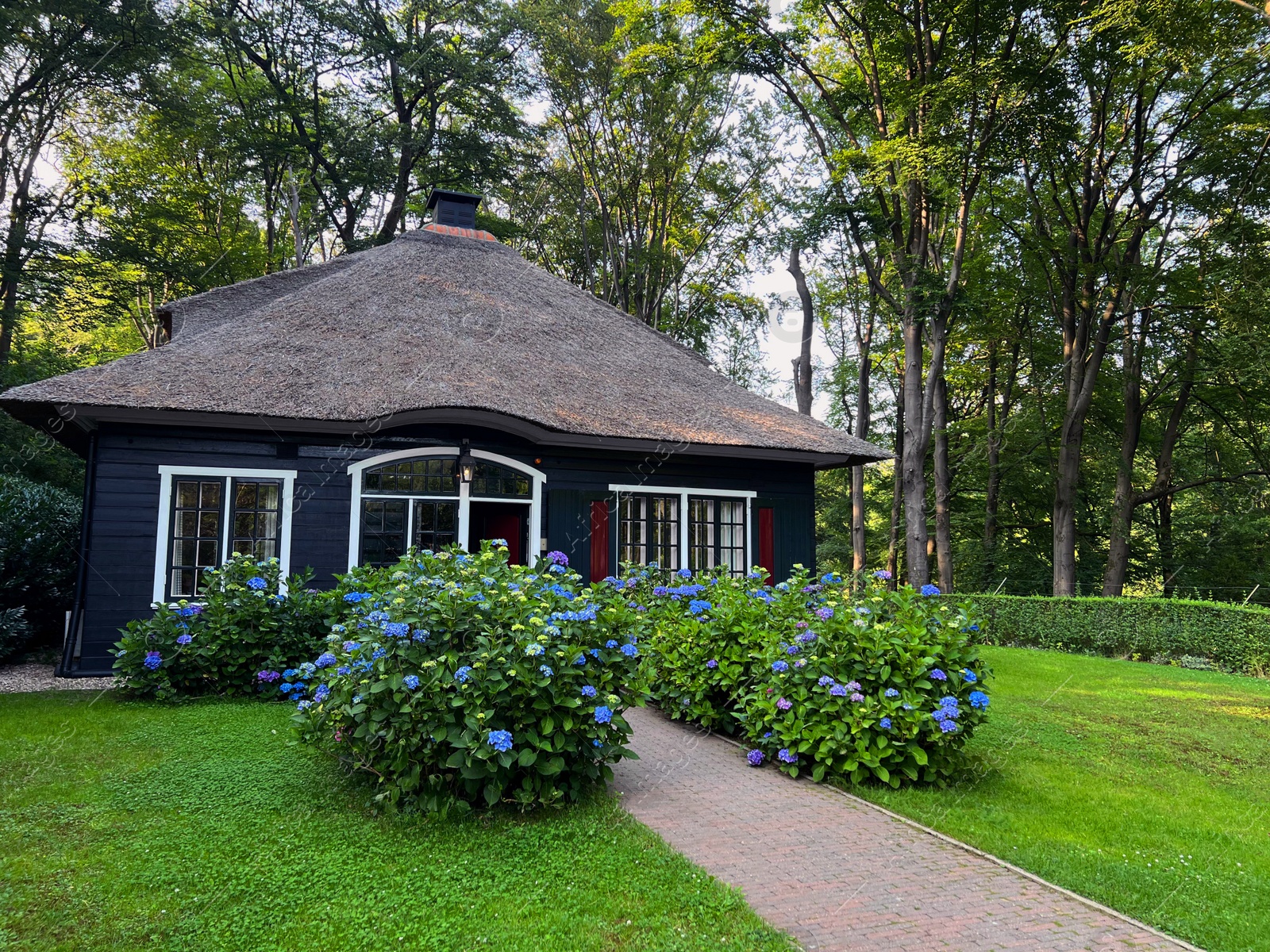 Photo of Blooming hortensia shrubs with light blue flowers growing near cottage outdoors