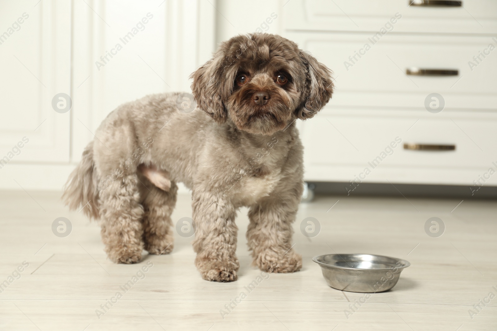 Photo of Cute Maltipoo dog near feeding bowl in kitchen. Lovely pet