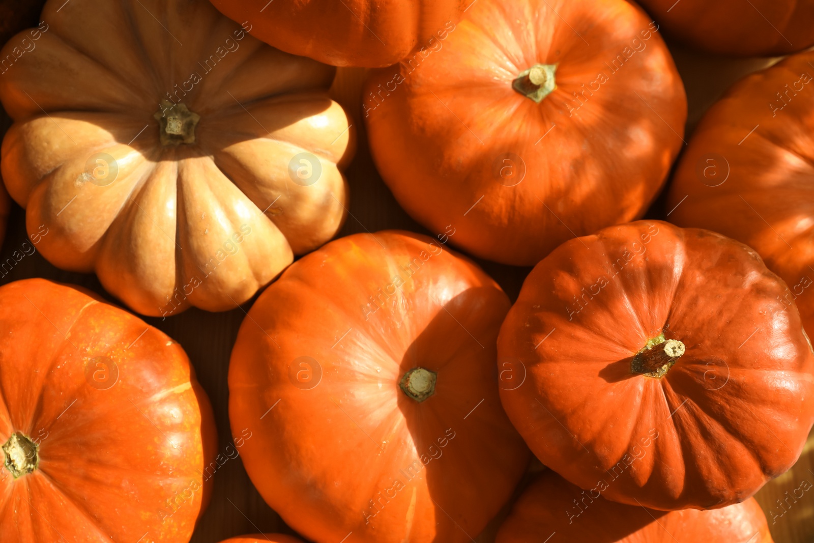 Photo of Many ripe orange pumpkins as background, closeup