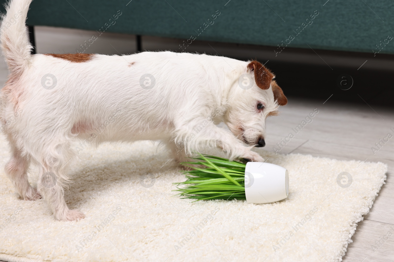 Photo of Cute dog near overturned houseplant on rug indoors