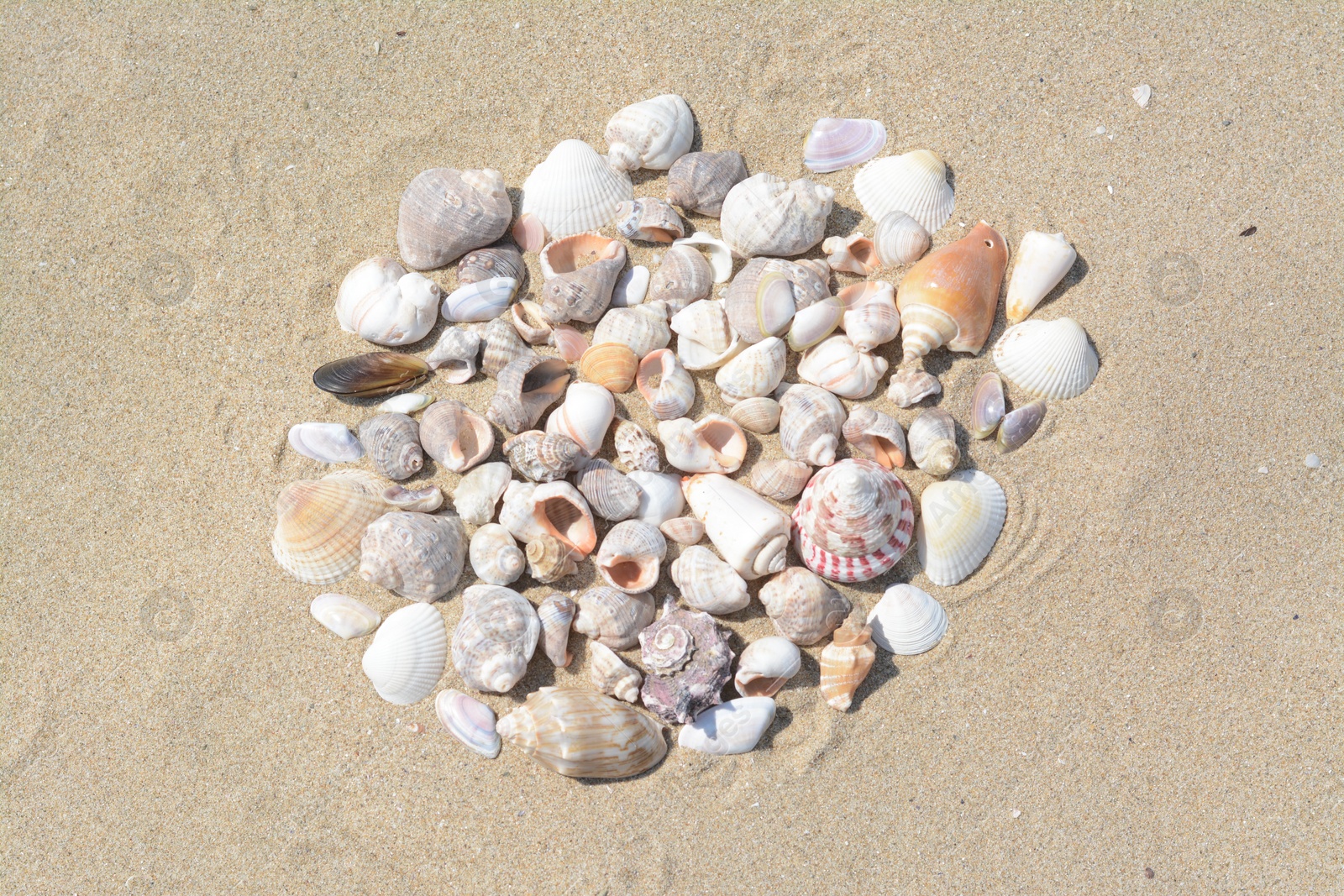 Photo of Many beautiful sea shells on sandy beach, above view