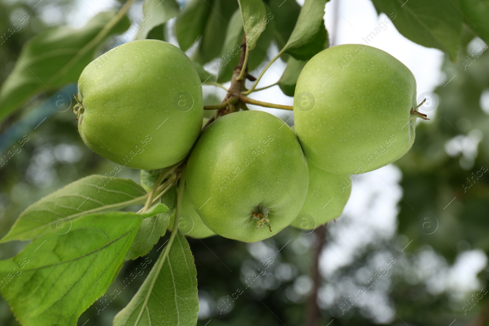 Photo of Green apples and leaves on tree branch in garden, closeup