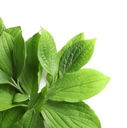 Photo of Beautiful spring green leaves on white background