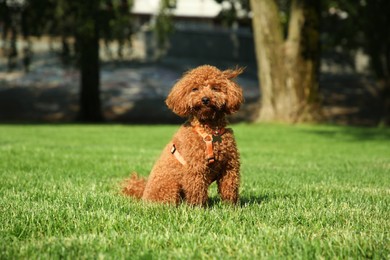 Cute Poodle on green grass outdoors. Dog walking