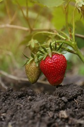 Photo of Beautiful strawberry plant with ripe and unripe fruits in garden on sunny day, closeup