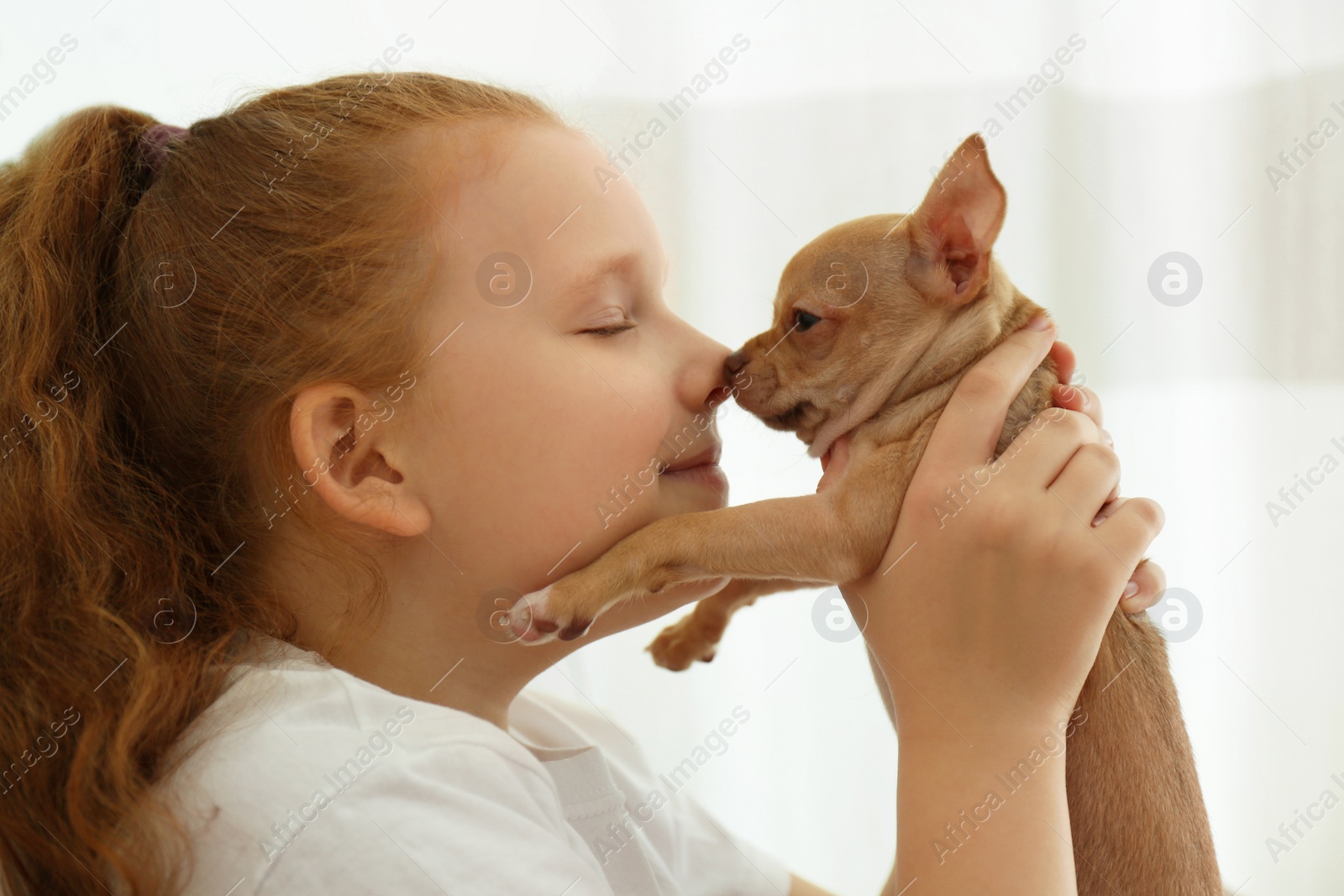 Photo of Little girl with her Chihuahua puppy indoors, closeup. Baby animal