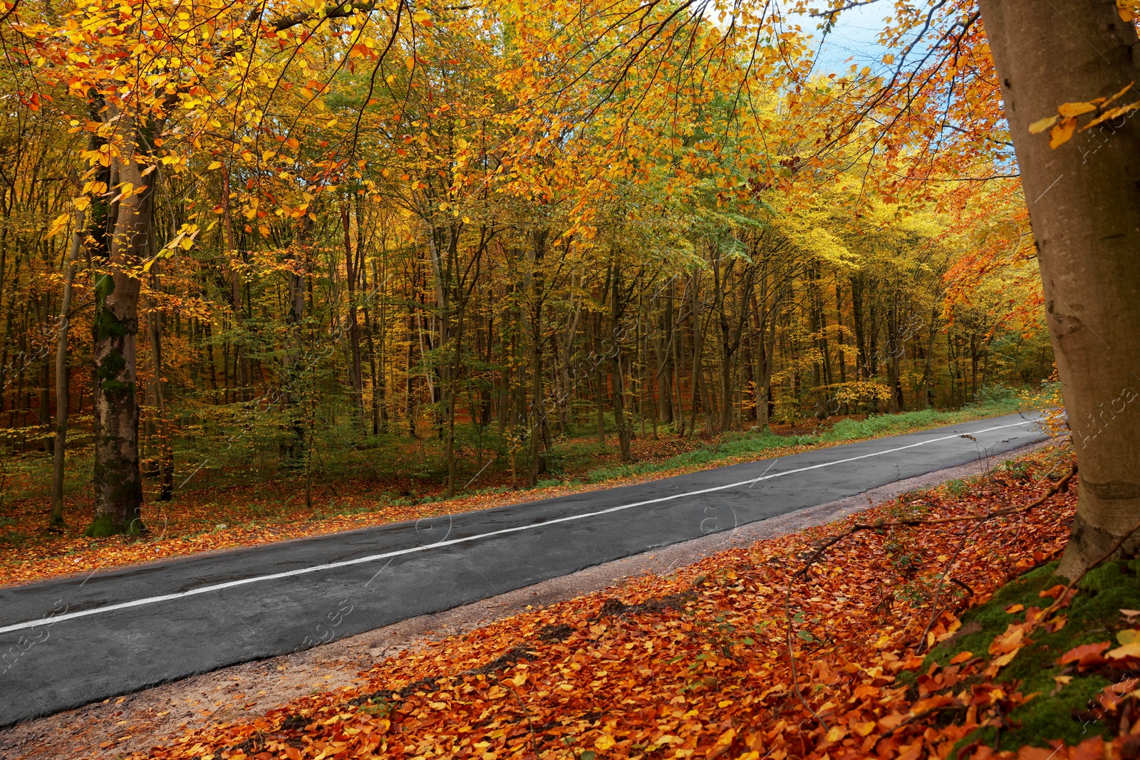 Photo of Beautiful view of asphalt road going through autumn forest