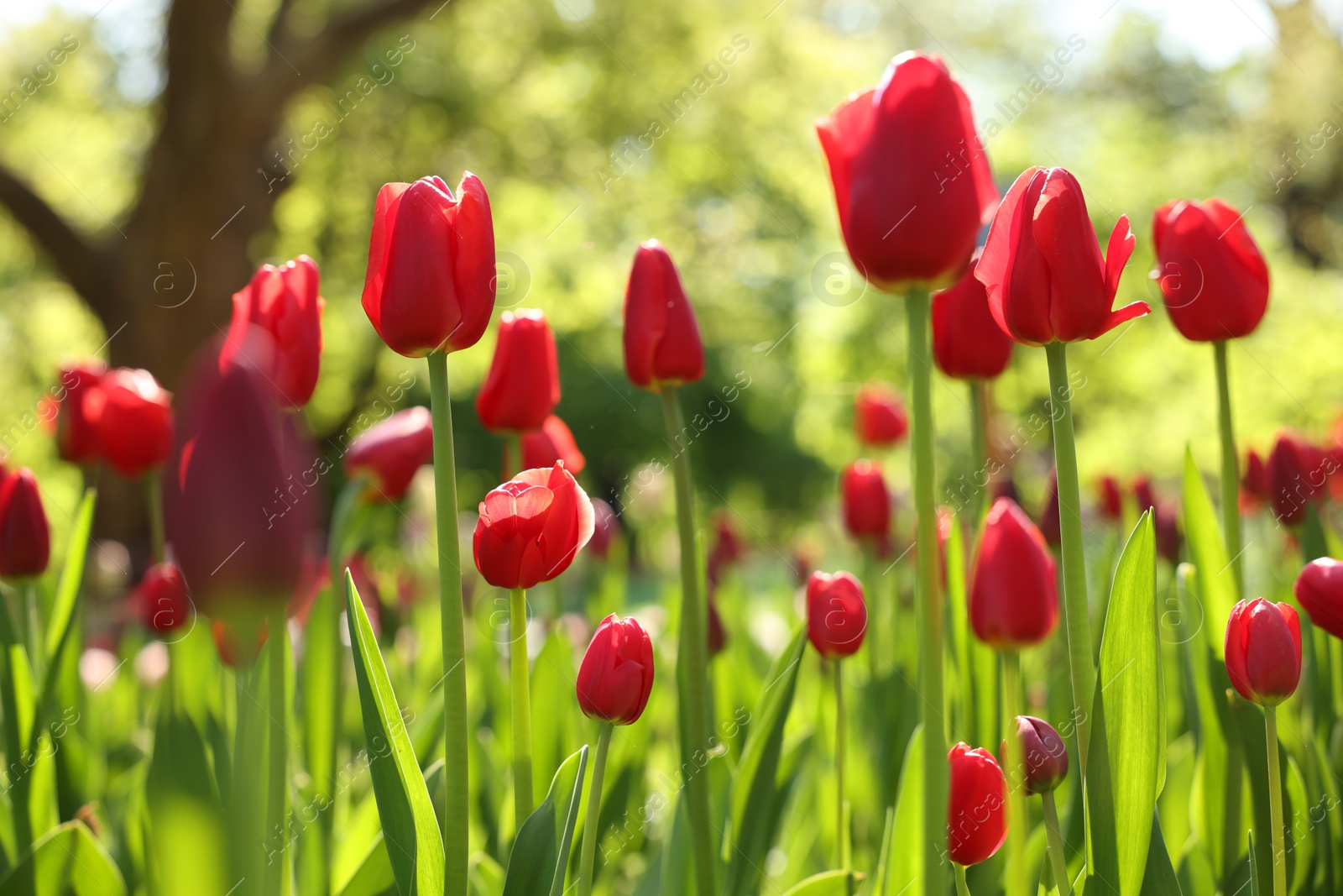 Photo of Beautiful red tulips growing outdoors on sunny day, closeup