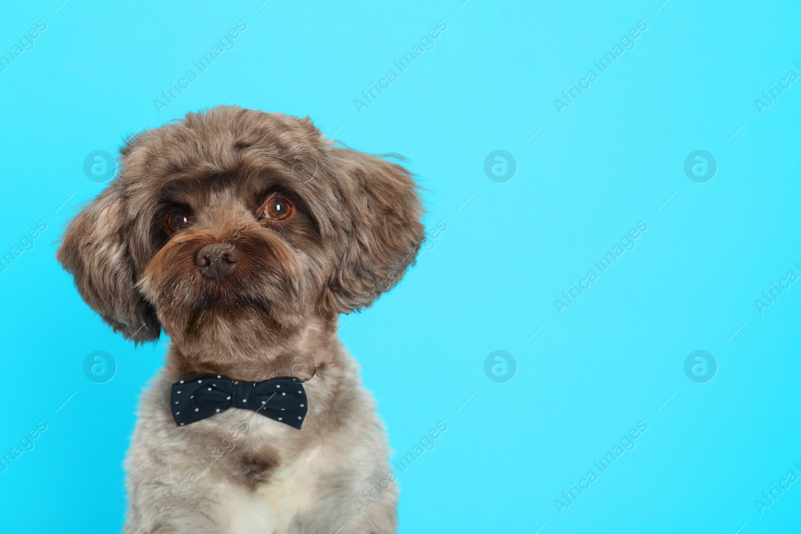 Photo of Cute Maltipoo dog with bow tie on light blue background, space for text. Lovely pet