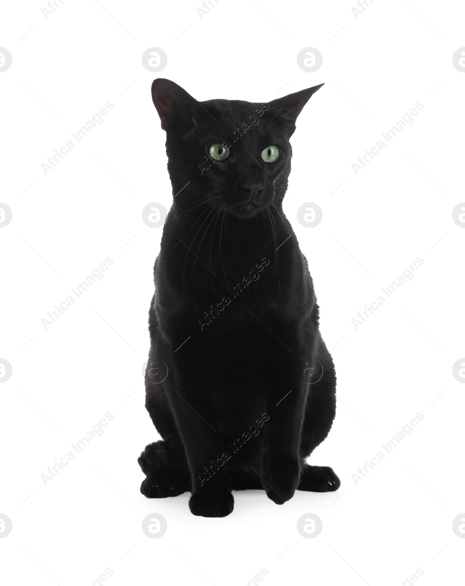 Photo of Adorable black cat with green eyes on white background. Lovely pet