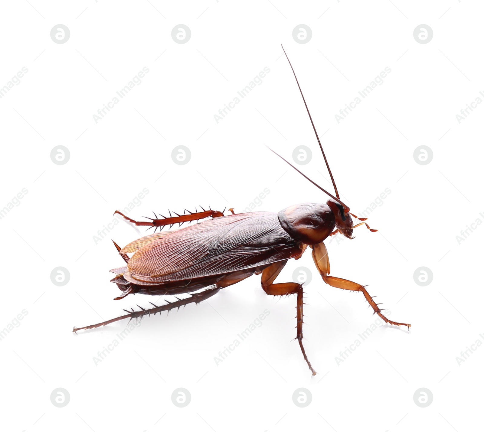 Photo of Brown cockroach isolated on white. Pest control