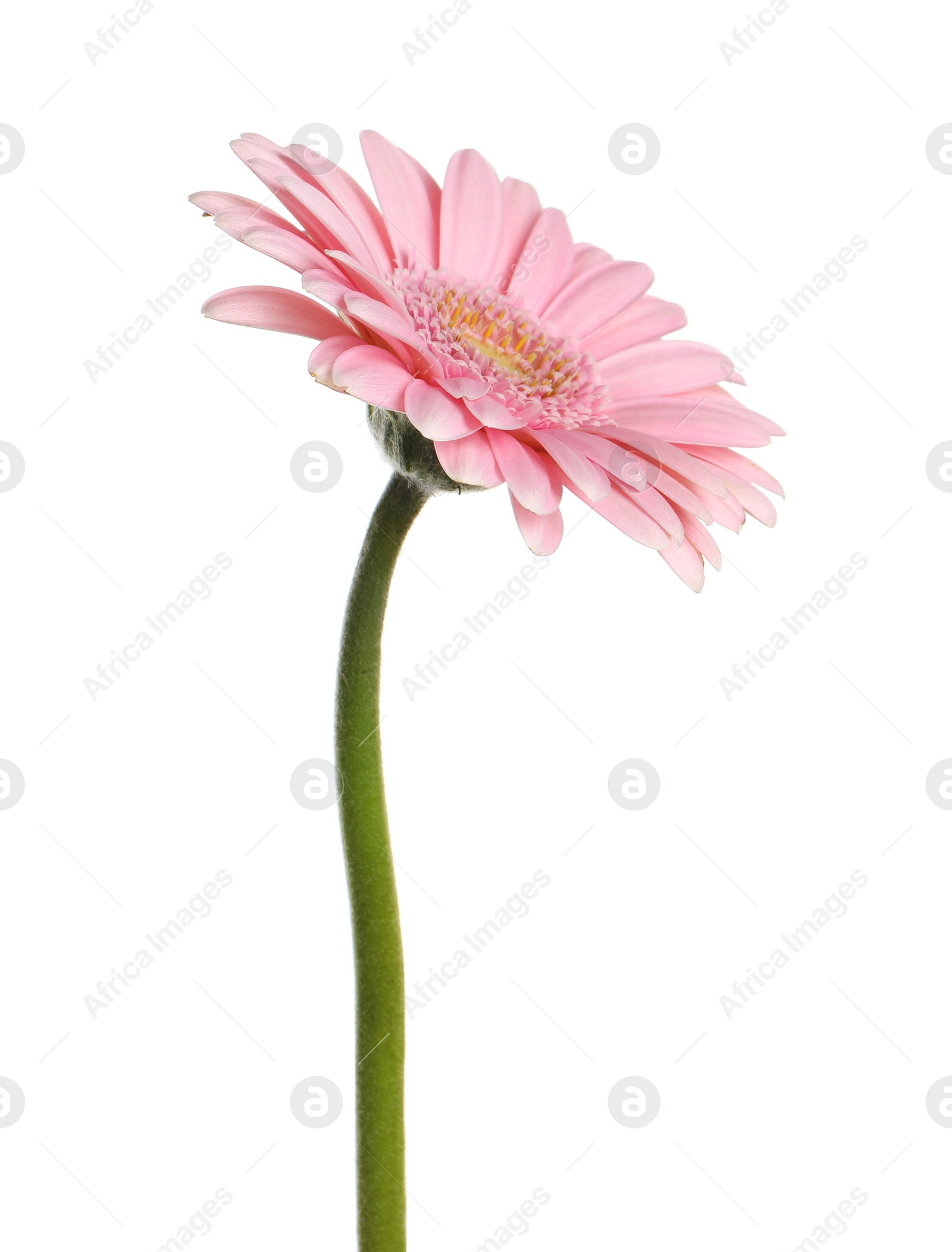 Photo of Beautiful pink gerbera flower isolated on white