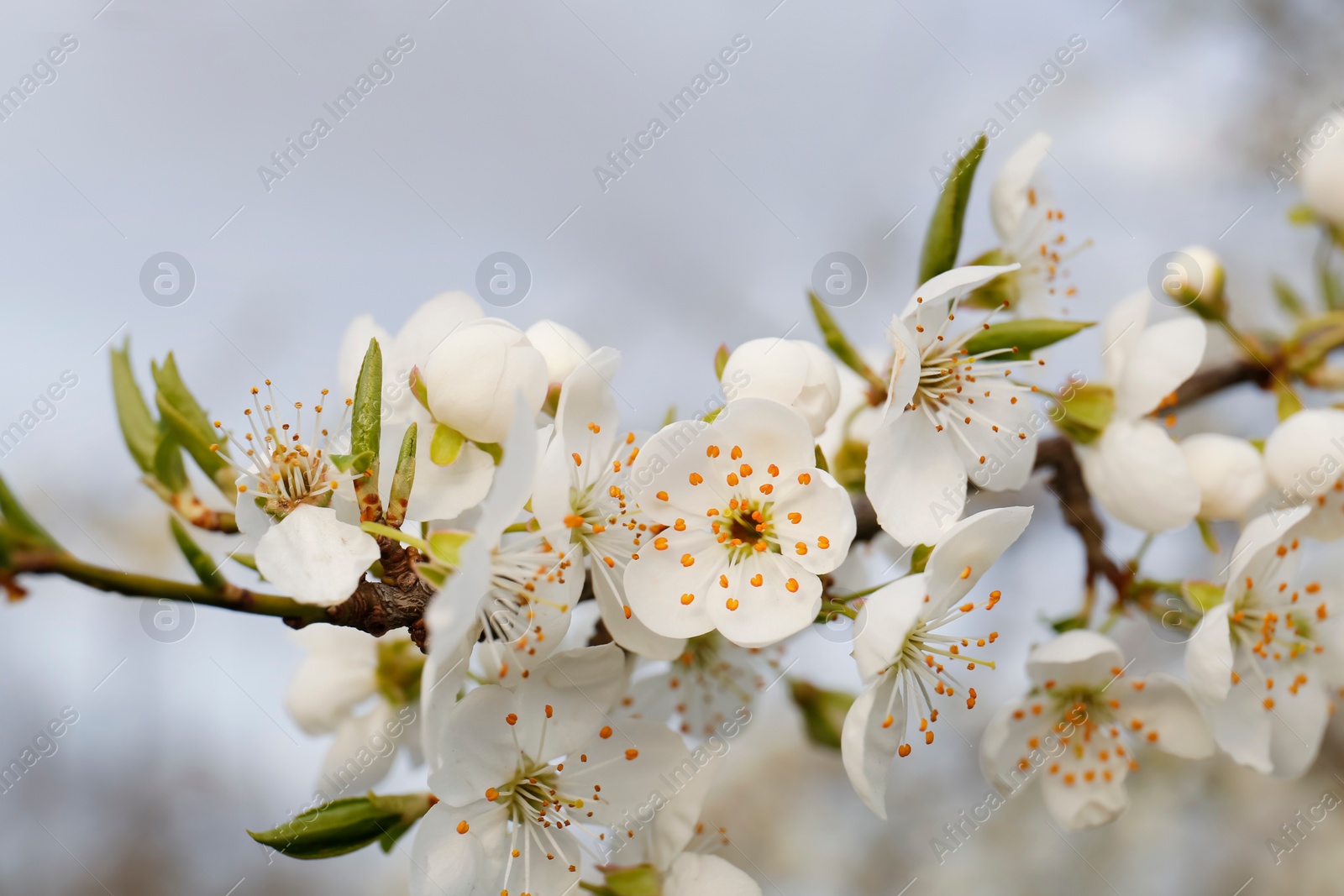 Photo of Branch of beautiful blossoming plum tree outdoors, closeup. Spring season