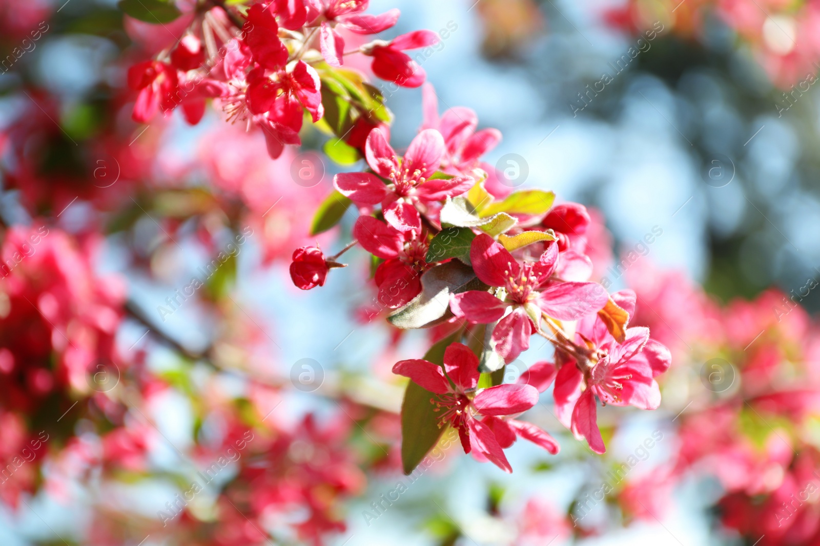 Photo of Blossoming spring tree, pink flowers, closeup