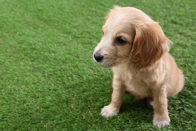 Photo of Cute English Cocker Spaniel puppy on green grass. Space for text