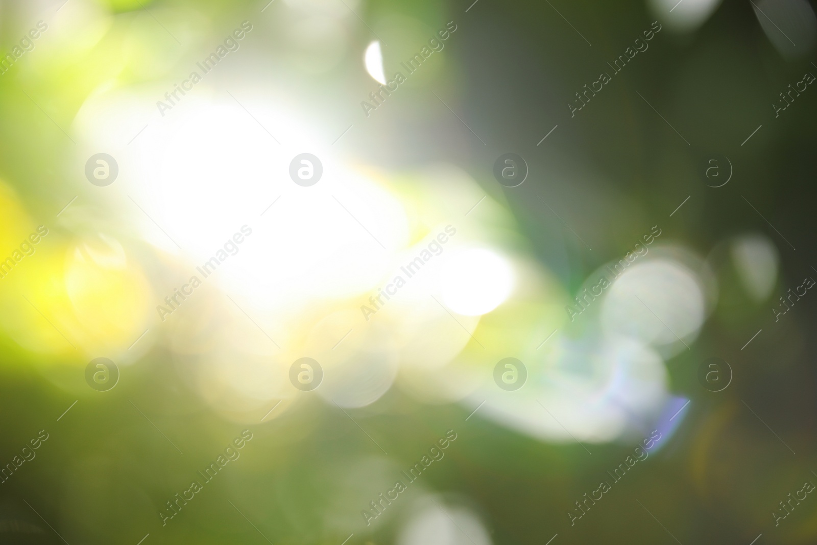 Photo of Abstract nature green background with sun rays, bokeh effect