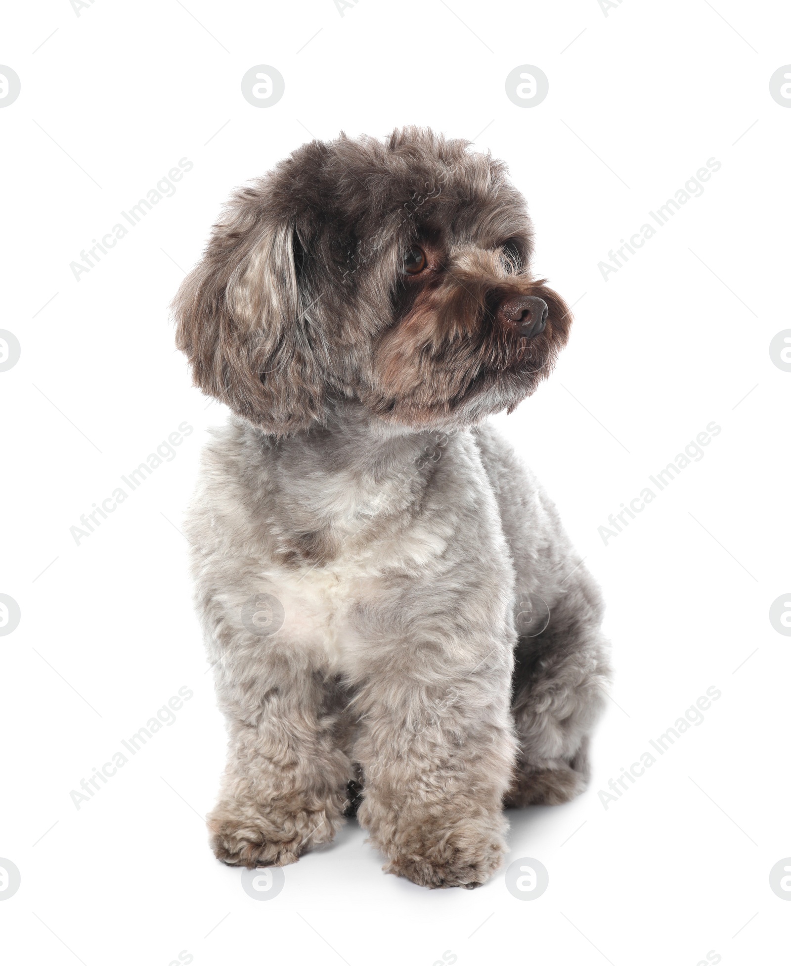 Photo of Cute Maltipoo dog on white background. Lovely pet