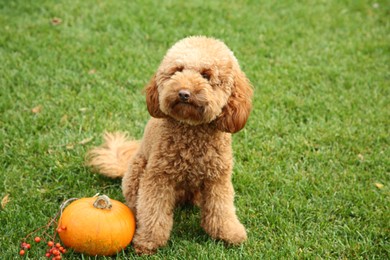 Photo of Cute fluffy dog, pumpkin and red berries on green grass in park