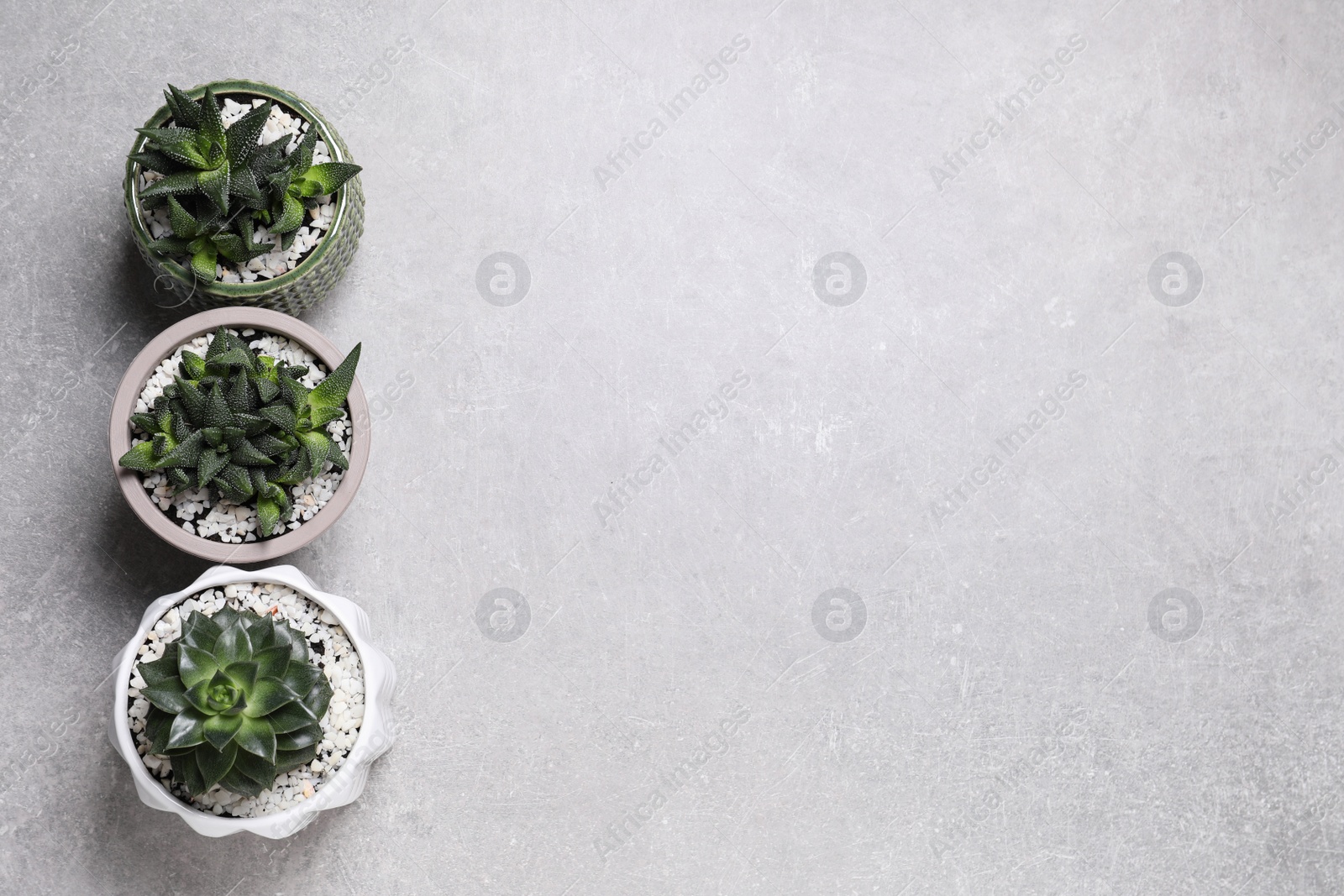 Photo of Beautiful Haworthia and Echeveria in pots on grey table, flat lay with space for text. Different house plants