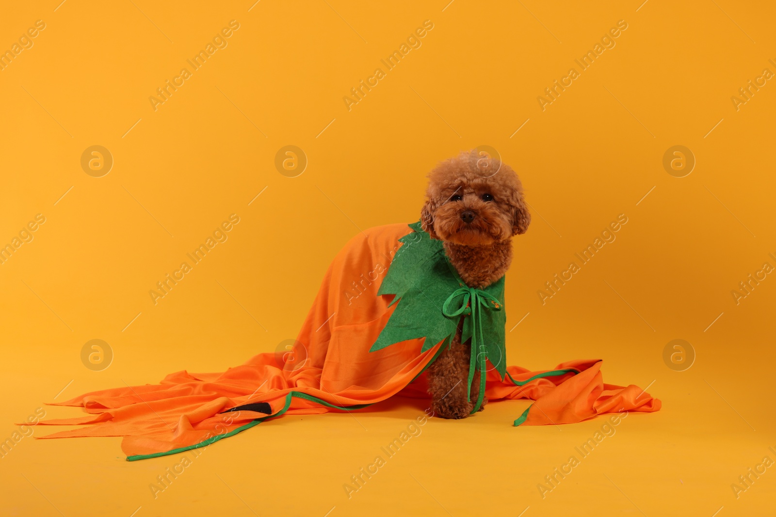Photo of Happy Halloween. Cute Maltipoo dog dressed in costume on orange background