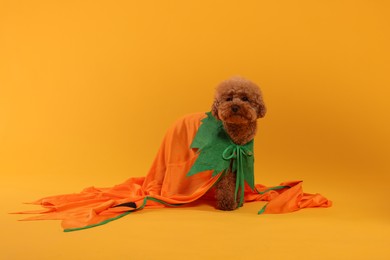 Happy Halloween. Cute Maltipoo dog dressed in costume on orange background