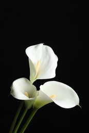 Photo of Beautiful calla lily flowers on black background