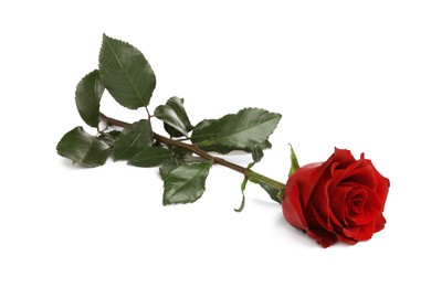 Photo of Beautiful fresh red rose isolated on white