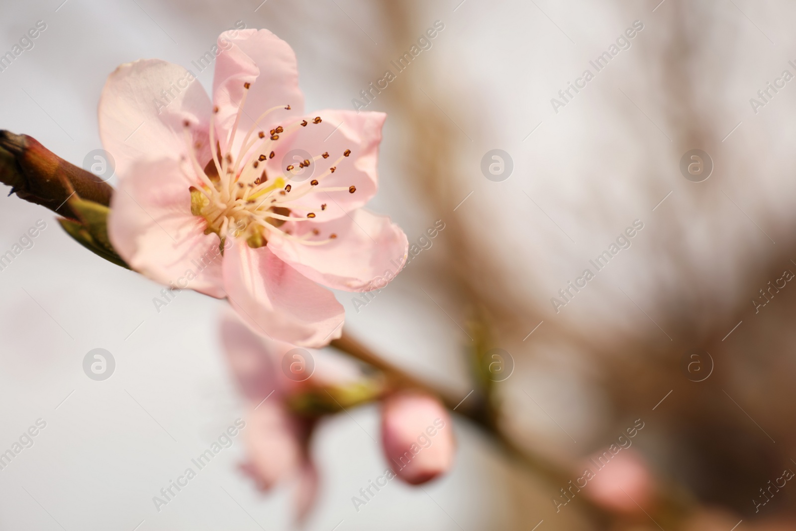 Photo of Closeup view of blossoming tree outdoors on spring day