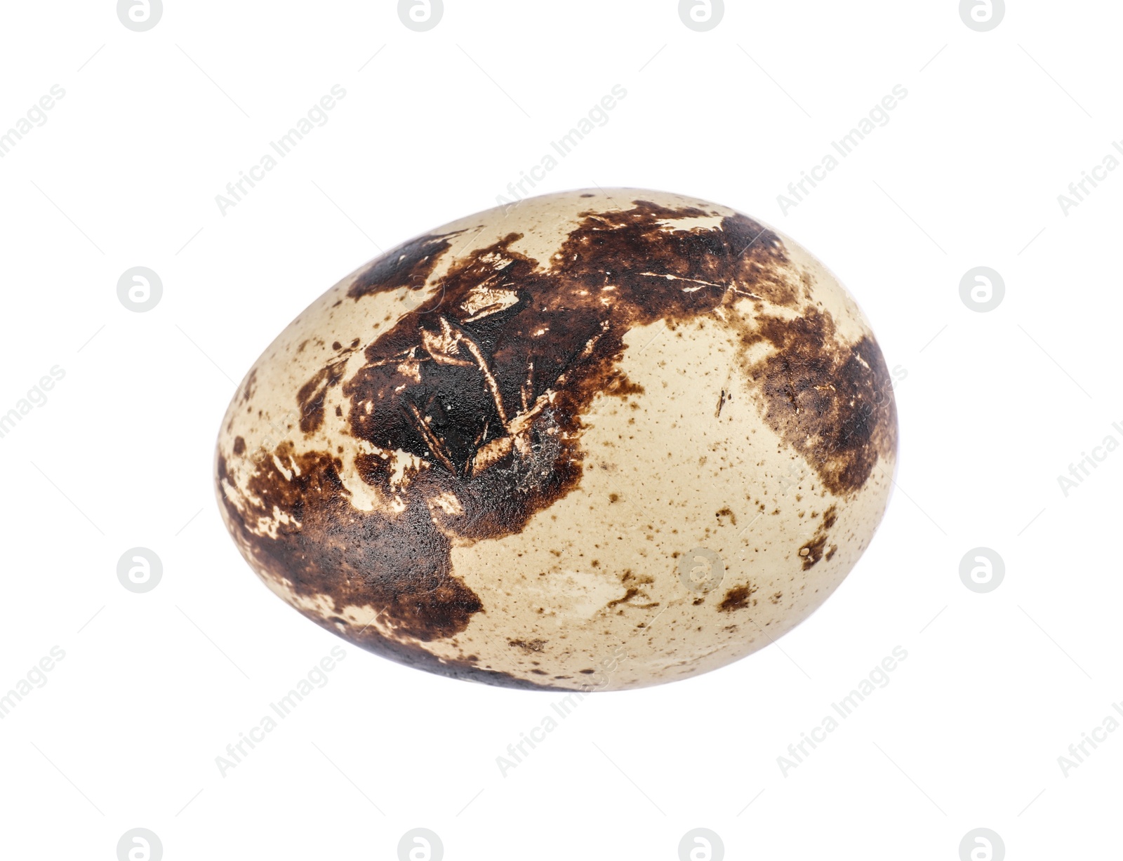 Photo of One speckled quail egg isolated on white, top view