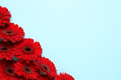 Photo of Beautiful bright red gerbera flowers on light blue background, top view. Space for text