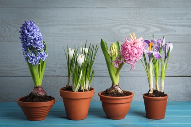 Different flowers in ceramic pots on light blue wooden table