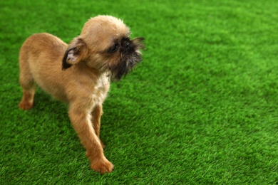 Studio portrait of funny Brussels Griffon dog on green grass. Space for text