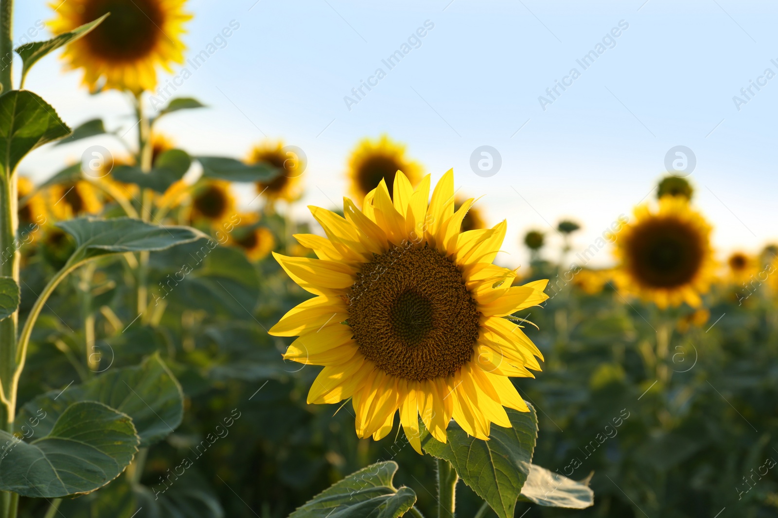 Photo of Beautiful blooming sunflower in field on summer day