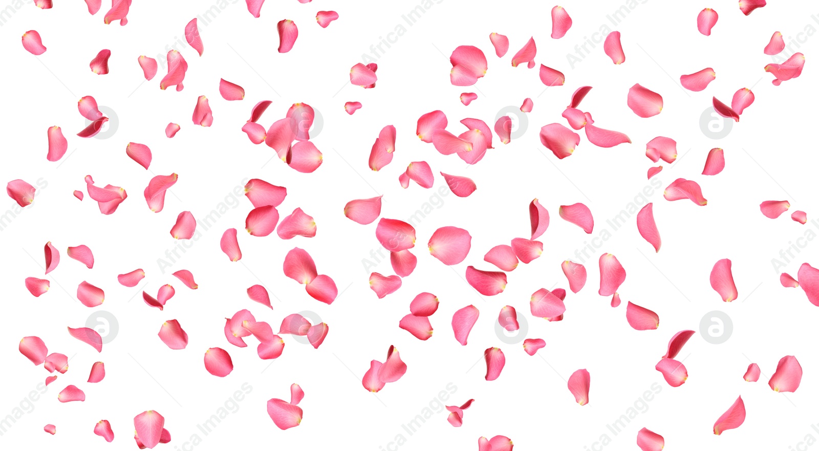 Image of Flying fresh pink rose petals on white background