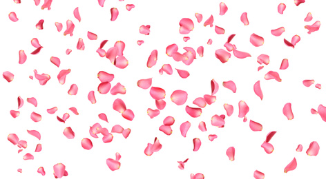 Flying fresh pink rose petals on white background