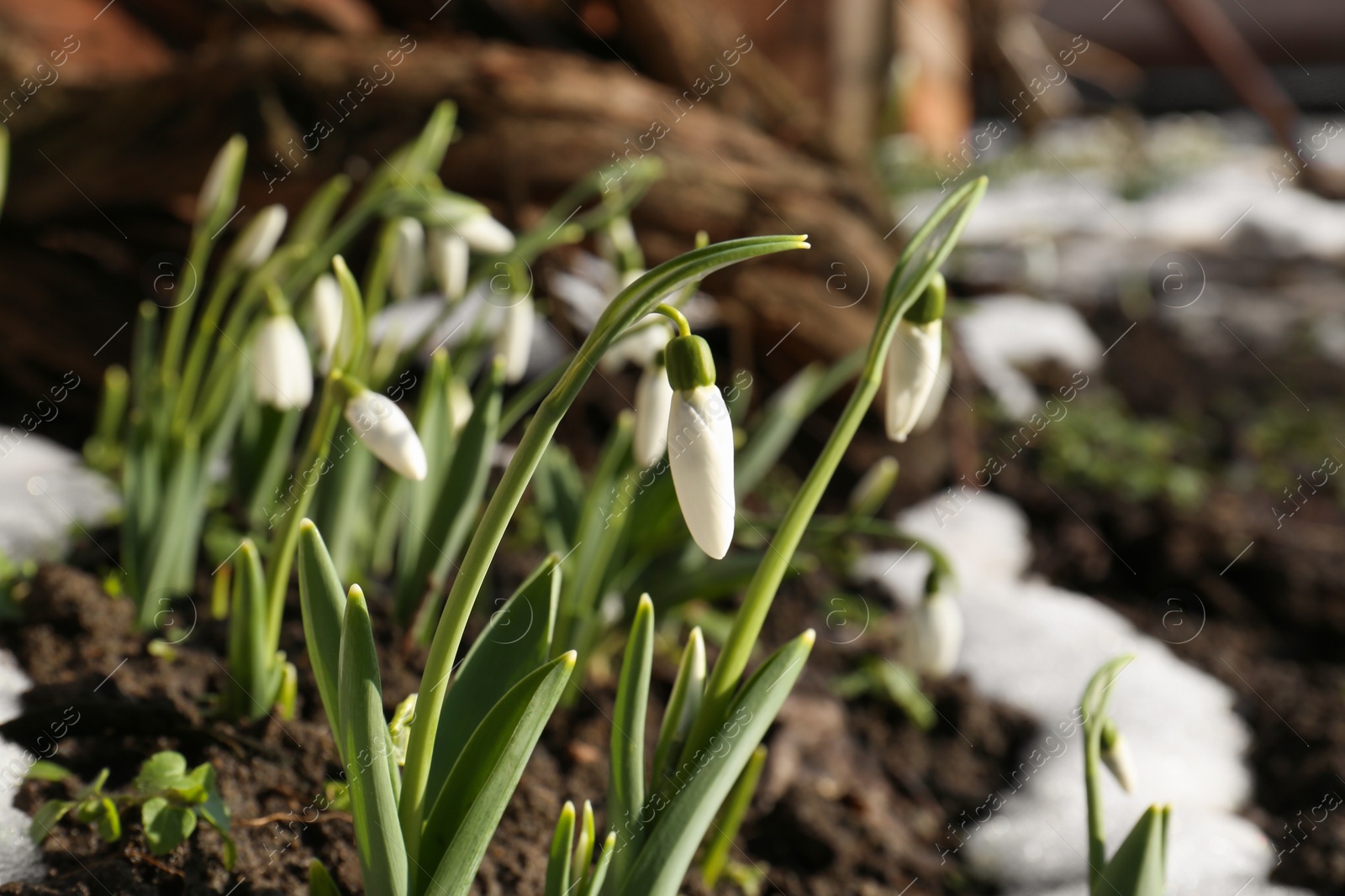 Photo of Beautiful blooming snowdrops growing outdoors. Spring flowers