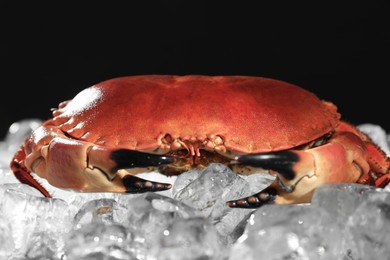 Photo of Delicious boiled crab on ice cubes against black background, closeup
