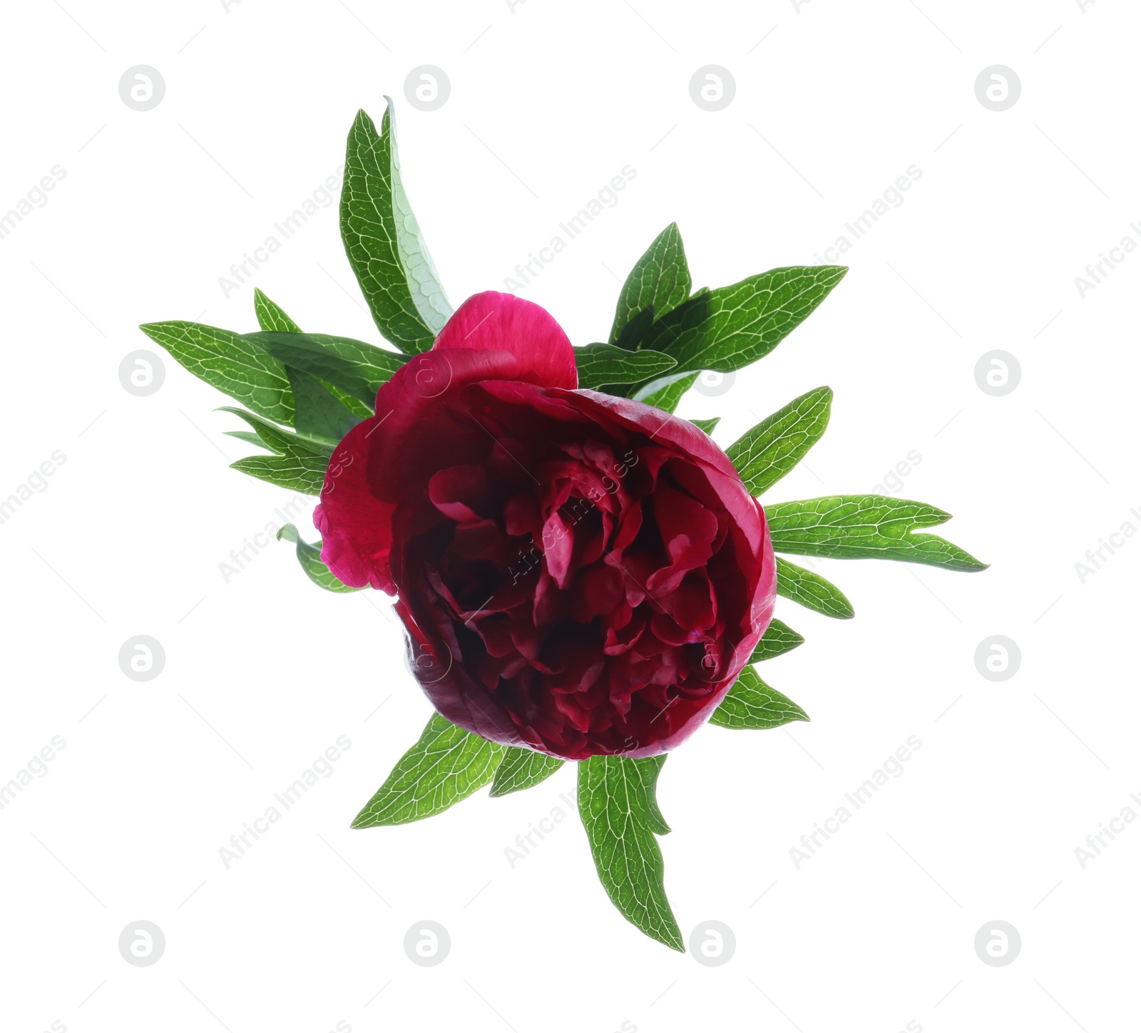 Photo of Beautiful red peony with leaves isolated on white