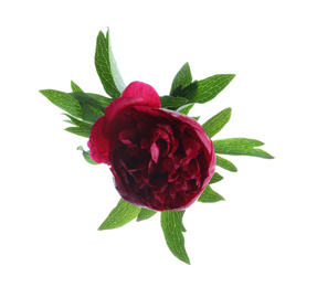 Beautiful red peony with leaves isolated on white