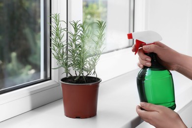Photo of Woman spraying water onto green potted rosemary near window indoors, closeup