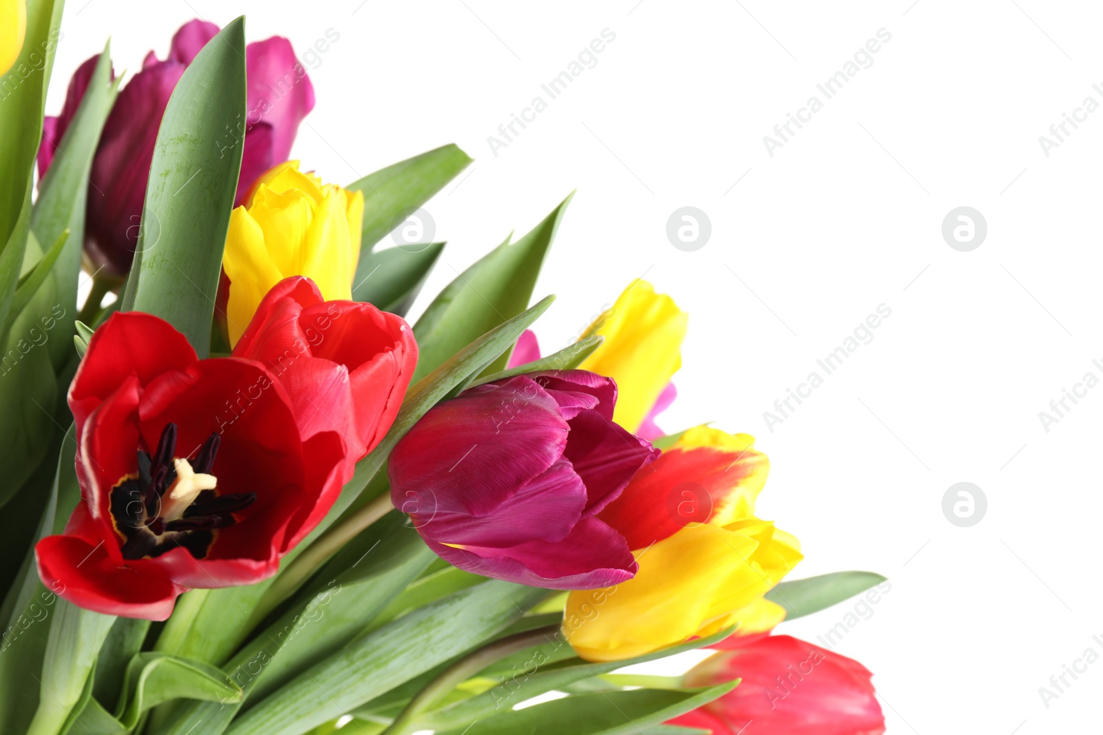 Photo of Beautiful bright spring tulips on white background