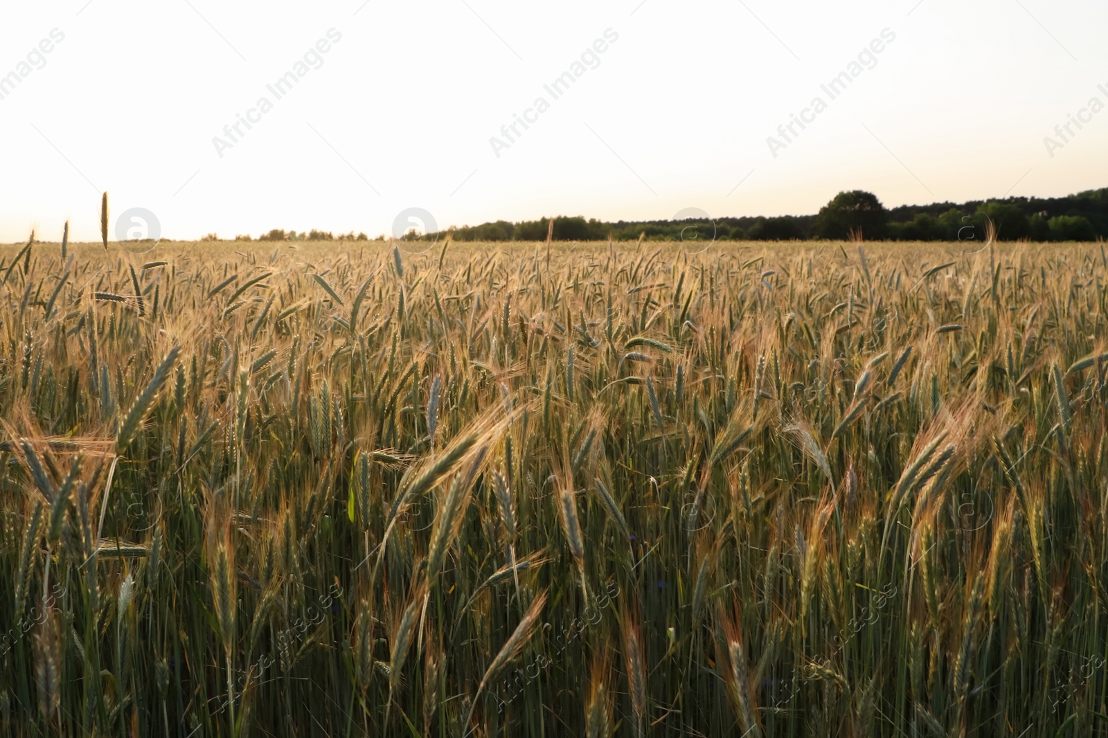 Photo of Beautiful agricultural field with ripening wheat crop