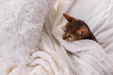 Photo of Cute Bengal cat lying on bed at home, space for text. Adorable pet