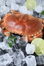 Photo of Delicious boiled crab, lime, parsley and ice on table