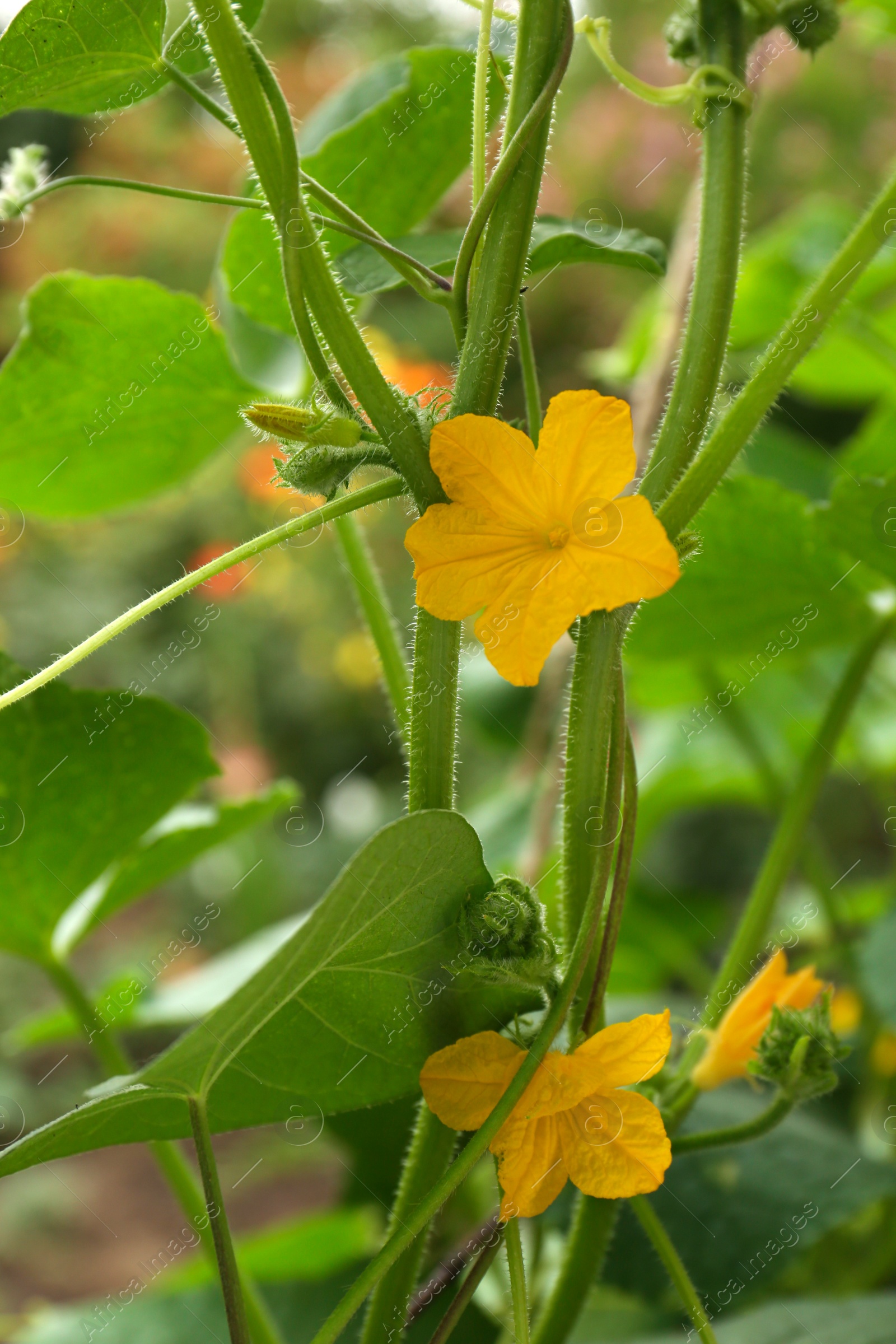 Photo of Blooming cucumber plant on blurred background, closeup